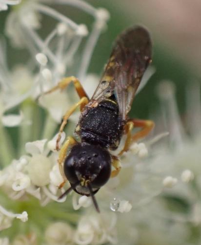Lestica subterranea